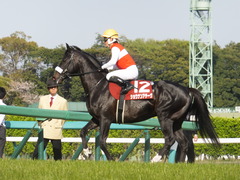 20140412 中山11R ニュージーランドT ショウナンアチーヴ 11