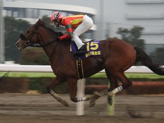 20190206 大井11R 金盃(S2) ユーロビート 28