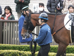 20170205 東京1R 3歳未勝利 メガポリゴン 06