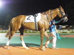 20140622 大井8R ライトハーティド 04