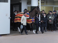 20170115 中山13R 最強の絶対王者 モーリス 引退式 01