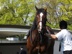 20150425 京都9R 比良山特別 ビップレボルシオン 12