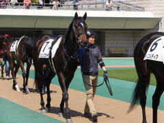 20150426 東京1R 3歳未勝利 ジュンコアー 02