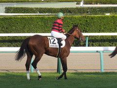20170909 中山12R 3歳上500万下 メガポリゴン 18
