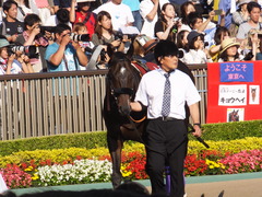20170528 東京12R 目黒記念(G2) マイネルサージュ 03