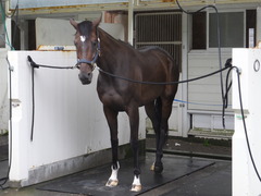 ジェニファー&函館・北出厩舎2