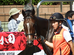 20180923 中山2R 2歳未勝利 マイネルハイボーン 03