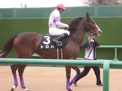 20190323 中山9R ミモザ賞 3歳牝馬(500) トロハ 13