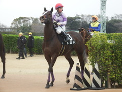 20190323 中山9R ミモザ賞 3歳牝馬(500) トロハ 18