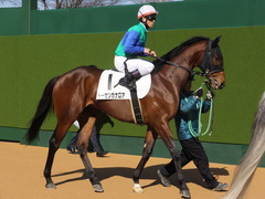 20150125 中山5R 3歳未勝利 トーセンカナロア 13