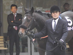 20190126 東京11R 白富士S 4歳上OP マイネルサージュ 09