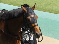 20160501 東京9R 陣馬特別(1000) オウケンブラック 11