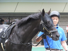 20170625 東京11R パラダイスS 3歳上(OP) ショウナンアチーヴ 09