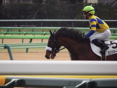 20190210 東京12R (1000) ロジスカーレット 23