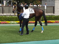 20141026 東京4R ラッシュアタック 09