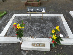 メジロビューティー