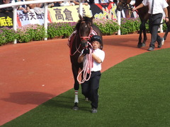 20170924 阪神11R 神戸新聞杯(G2) 3歳OP ホウオウドリーム 04