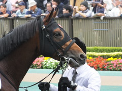 20141026 東京8R オウケンブラック 08