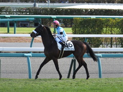 20151227 中山4R 2歳メイクデビュー アークアーセナル 14