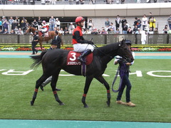 20141012 東京8R 東京HJ メジロサンノウ 09