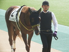 20181006 東京1R 2歳未勝利 サノノドン 04