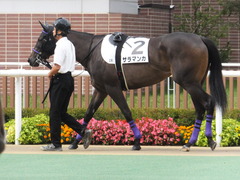 20150906 札幌2R 2歳未勝利 サラマンカ 05
