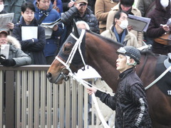 20150222 東京11R 金蹄S ショウナンアポロン 02