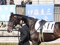 20150131 東京2R 3歳未勝利 コスモポッポ 05