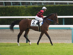 20161204 中山3R 2歳未勝利 メガポリゴン 21