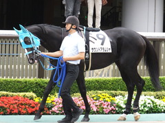 20151010 東京4R 3歳上障害未勝利 サウンドアラムシャ 02