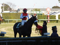 20140119 中山競馬場 ショウナンラグーン 17