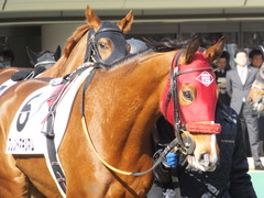 20150221 東京1R 3歳未勝利 フレンドマキシマム 04