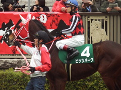 20190216 東京11R ダイヤモンドS(G3) ピッツバーグ 16