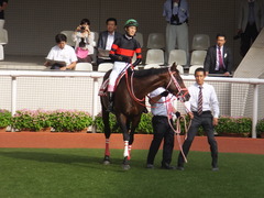 20170924 阪神11R 神戸新聞杯(G2) 3歳OP ホウオウドリーム 19