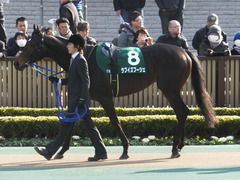 20150221 東京11R ダイヤモンドS(G3) ラブイズブーシェ 02