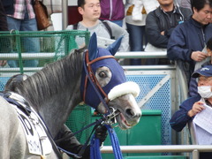 20180324 中山3R 3歳未勝利 ウェディングベール 10