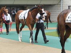 20170625 東京1R 3歳牝馬未勝利 プンメリン 03