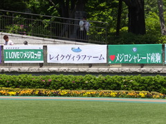 20140503 東京11R 青葉賞 ショウナンラグーン 01