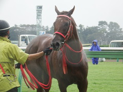 20180929 中山5R 2歳牝馬メイクデビュー オトナノジジョウ 30
