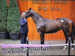 マチカネセキガハラの2016