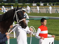 20140928 新潟8R ショウナンアポロン 20