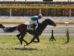 20150221 東京5R 3歳未勝利 トーセンカナロア 14