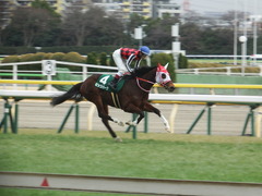 20190216 東京11R ダイヤモンドS(G3) ピッツバーグ 19