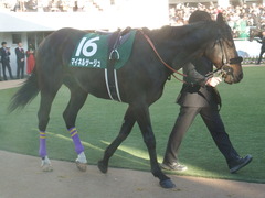 20190105 中山11R 中山金杯(G3) マイネルサージュ 09