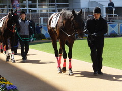 20140308 中山4R メジロサンノウ 02