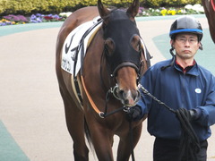 20170205 東京1R 3歳未勝利 メガポリゴン 09