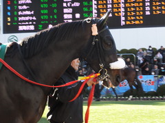 20140119 中山競馬場 ショウナンラグーン 07
