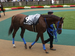 20150621 東京10R 芦ノ湖特別 マッサビエル 08