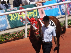20160618 阪神8R 3歳上牝馬500万下 レーヌドブリエ 17