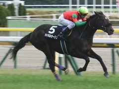 20190126 東京11R 白富士S 4歳上OP マイネルサージュ 18